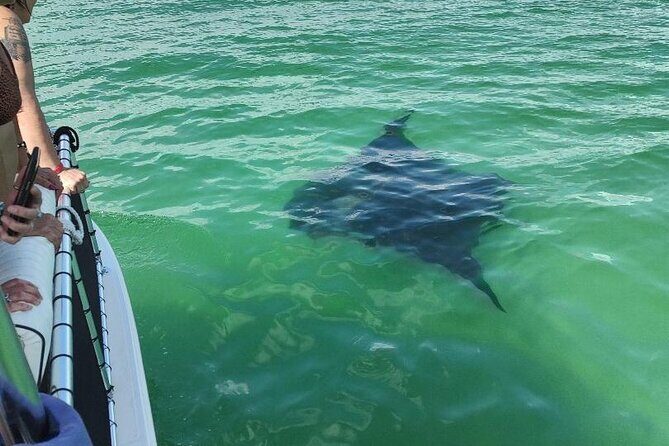 2 Hours Swim with the Dolphins in Panama City - Real Experiences and Highlights