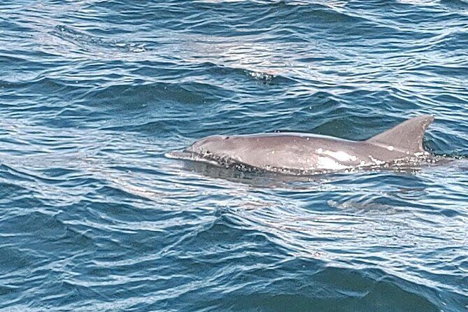 2 Hours Swim with the Dolphins in Panama City - What the Tour Looks Like
