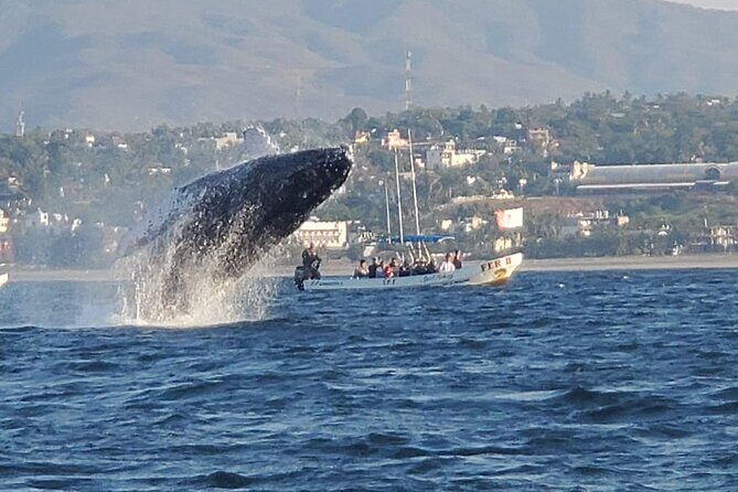3-Hours Dolphin and Turtle Watching in Puerto Escondido - An In-Depth Look at the Marine Safari Experience