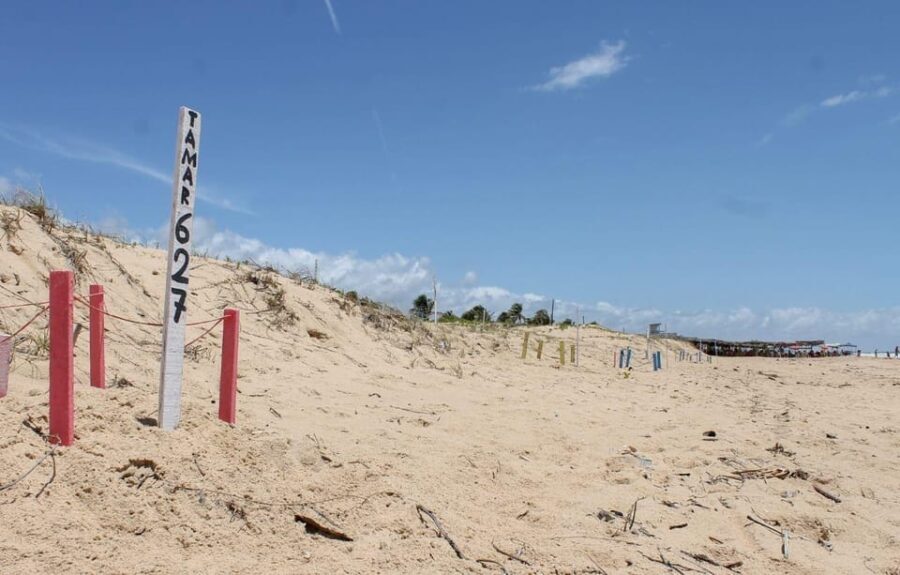 Aracaju: Tour to Saco Beach - What Makes This Tour Special