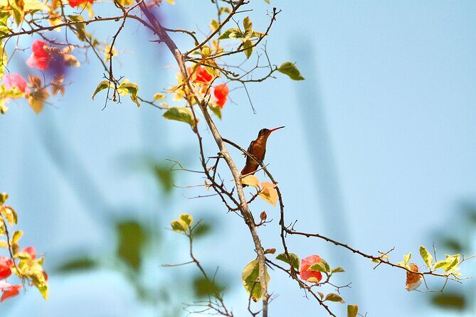 Birding for beginners - Who Is This Tour Best For?