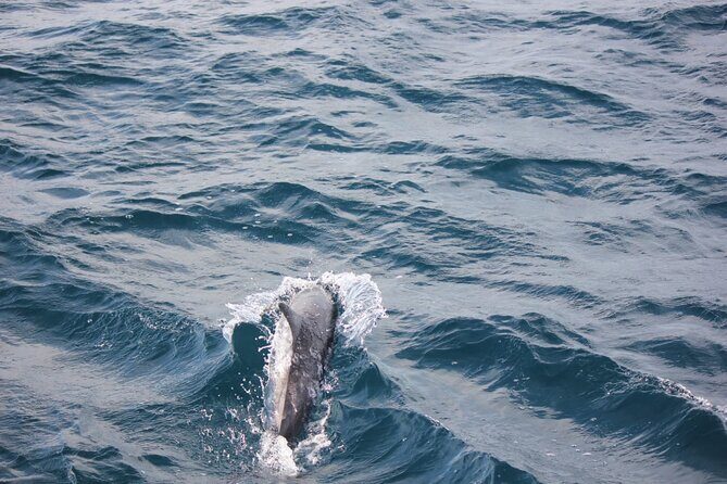 Boat Trip to See Marine Life in Puerto Escondido - The Itinerary in Detail