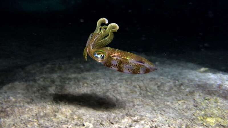 Cozumel: Night Snorkel Adventure - Key Points