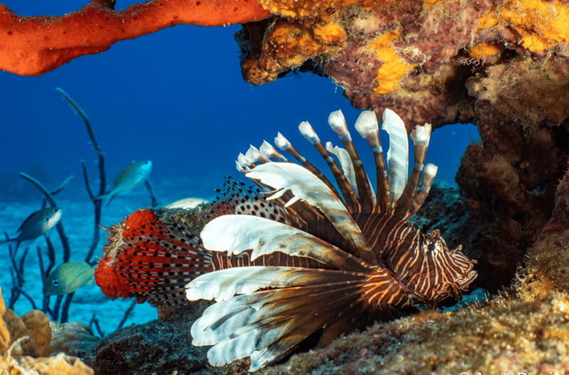 Cozumel: Snorkeling Boat Tour - Who Will Love This Tour?