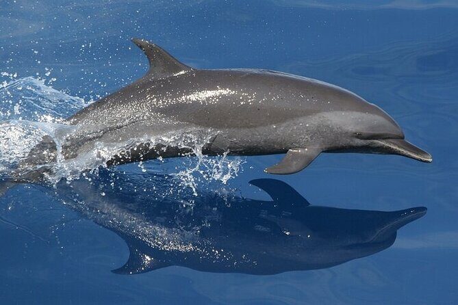 Observation DE Marine Mammals Dolphins and Ballenas EN Huatulco - Analyzing the Experience Value