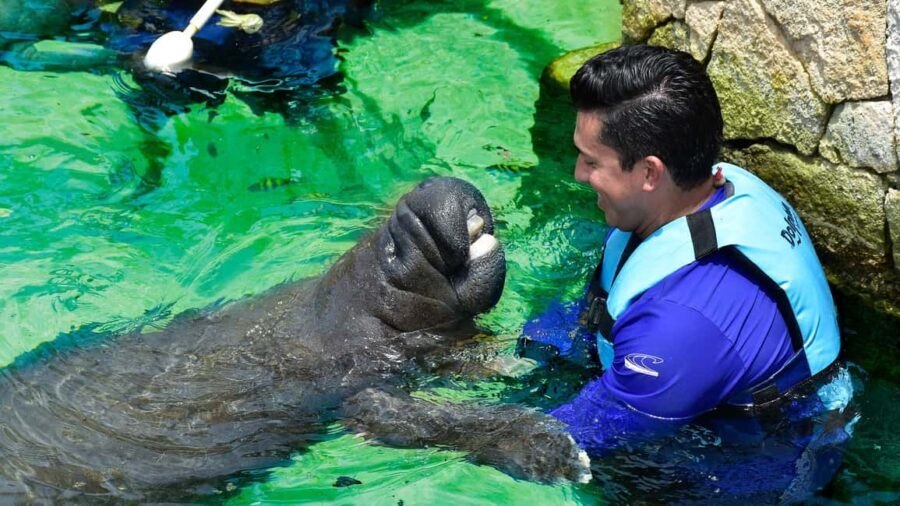 Puerto Aventuras: Dolphin & Manatee Encounter with lunch - Who This Tour Is Best For