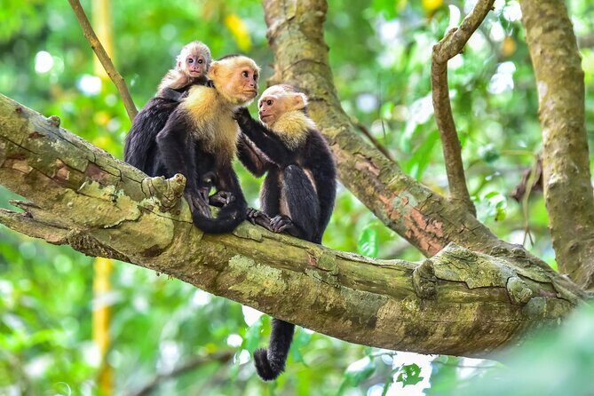 Shuttle From San Jose Airport To Monteverde - The Real-World Experience: What Travelers Say