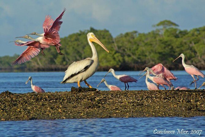 Two-Hour Everglades Dolphin, Manatee and Birding Boat Tour - Final Thoughts on the Experience and Value
