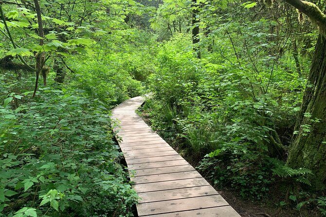 Vancouver Rainforest Hike with Waterfalls, Suspension Bridge, Old Growth Forest - Highlights of the Tour