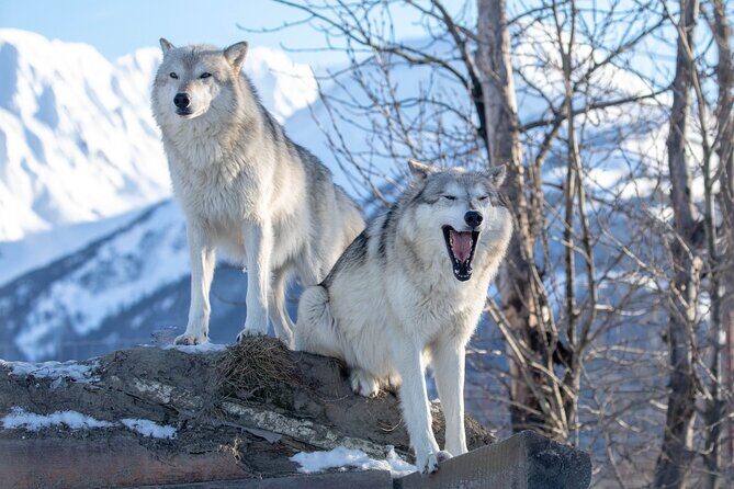 Whittier to Anchorage Wildlife Extravaganza - Alaska Wildlife Conservation Center: A Sanctuary Close-Up