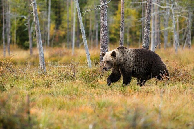 Yellowstone's Lamar Valley & Picnic Private Tour + Wildlife Guide - Exploring Yellowstone’s Lamar Valley & Picnic Private Tour + Wildlife Guide: A Detailed Review
