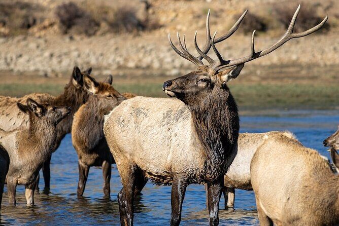 Yellowstone's Lamar Valley & Picnic Private Tour + Wildlife Guide - What Makes This Tour Stand Out?