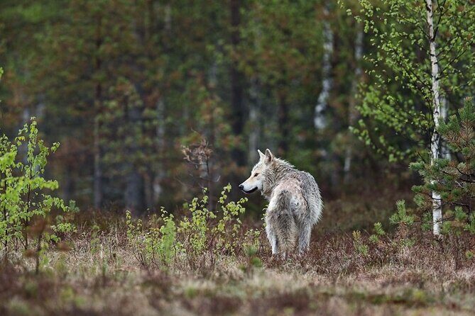 Yellowstone's Lamar Valley & Picnic Private Tour + Wildlife Guide - Is It Worth the Price?