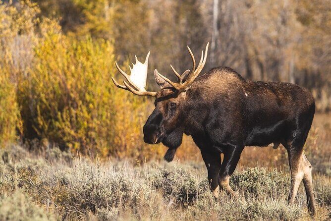 Yellowstone's Lamar Valley & Picnic Private Tour + Wildlife Guide - FAQs