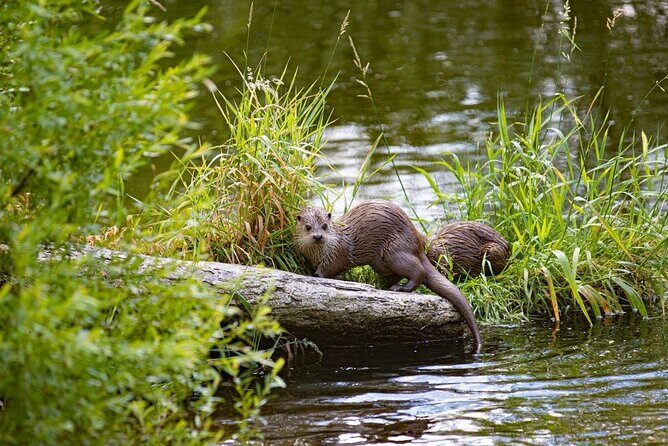 Yellowstone's Lamar Valley & Picnic Private Tour + Wildlife Guide - Final Thoughts